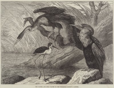 Il Darter e il Piviere Stilts nei Giardini della Società Zoologica da Samuel John Carter
